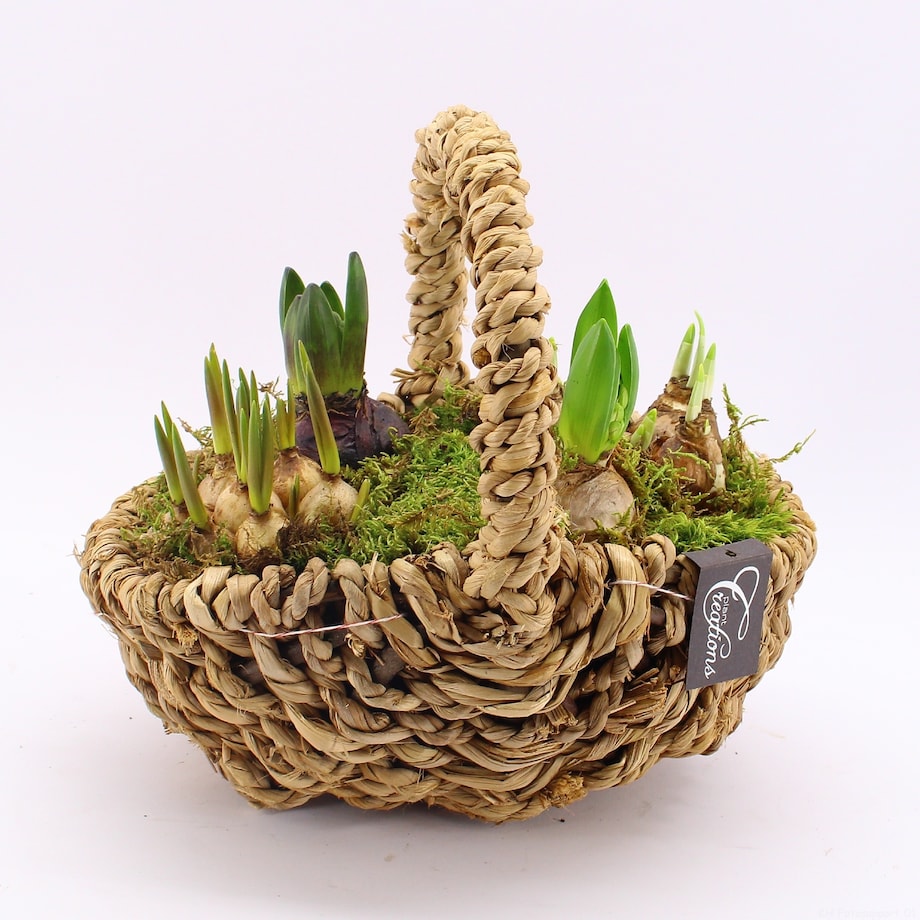 Kompozycja cebulowa z narcyzów, hyiacyntów i muscari Ø30cm wysokość 20-40cm