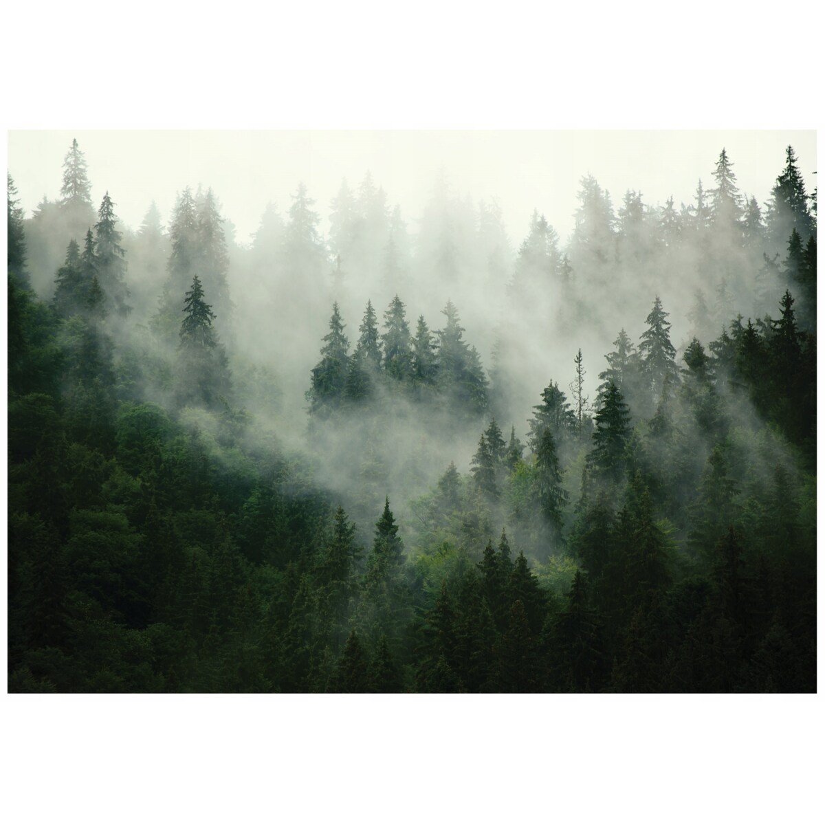 FOTOTAPETA LAS WE MGLE DO SYPIALNI SALONU TAPETA ŚCIENNA FLIZELINA 350x250