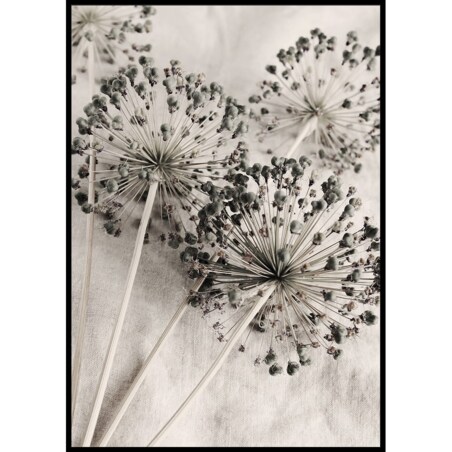 plakat suszone allium 21x30 cm