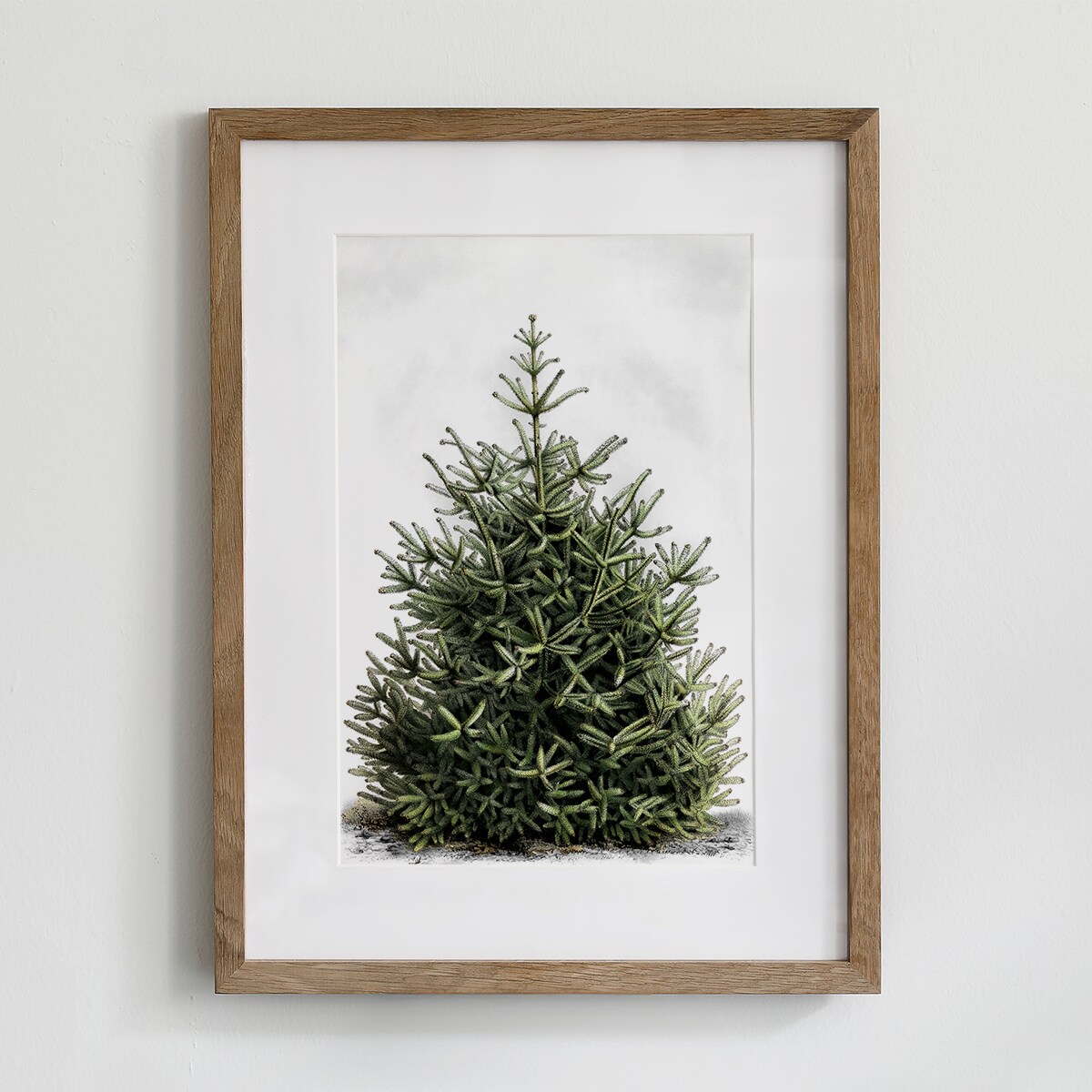 Plakat Jodła 30x40cm