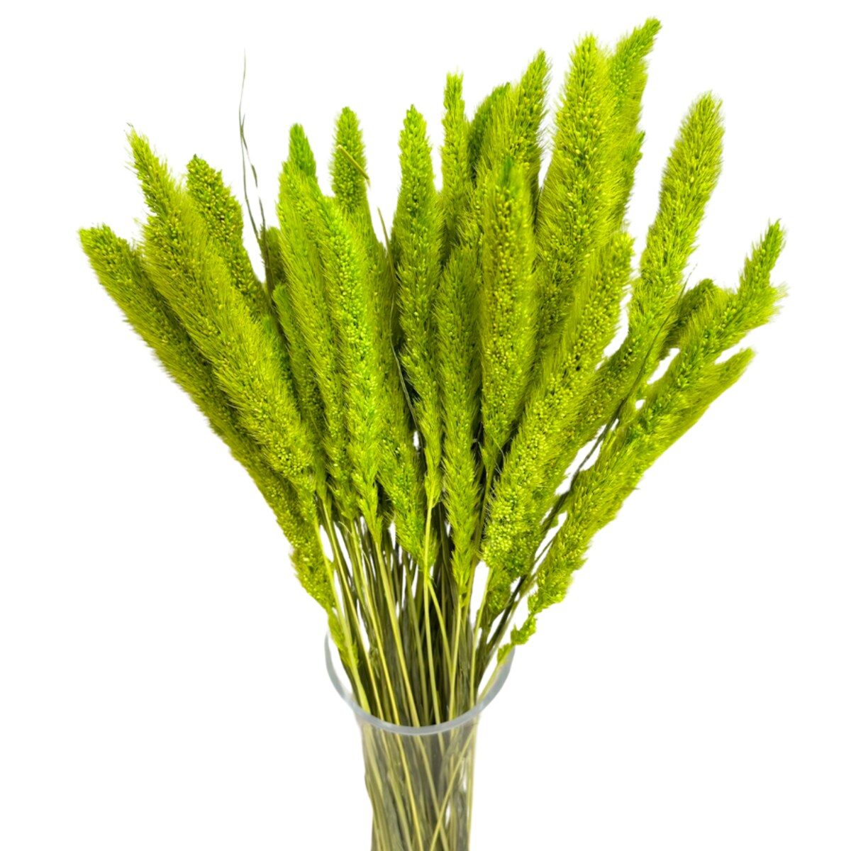 Suszona setaria zielona