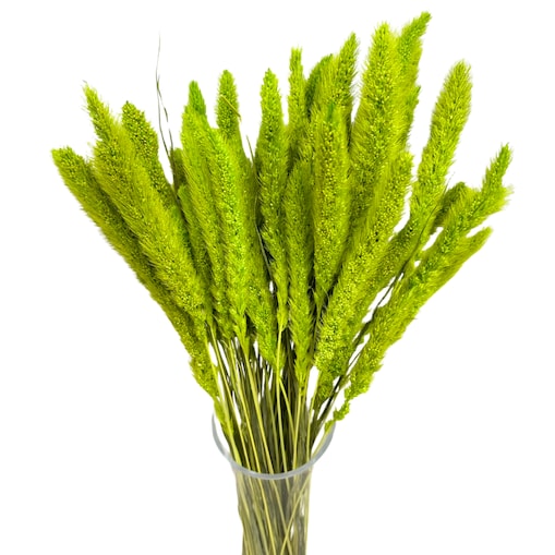 Suszona setaria zielona