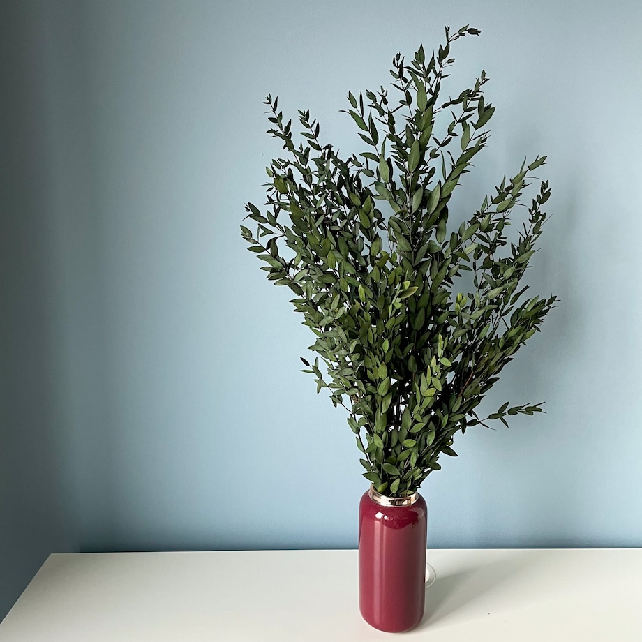 Eukaliptus stabilizowany Parvi (Parvifolia) zielony - liście eukaliptusa