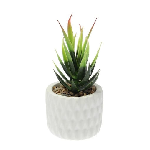 Dekoracja Sansevieria 12cm, 8 x 8 x 12 cm