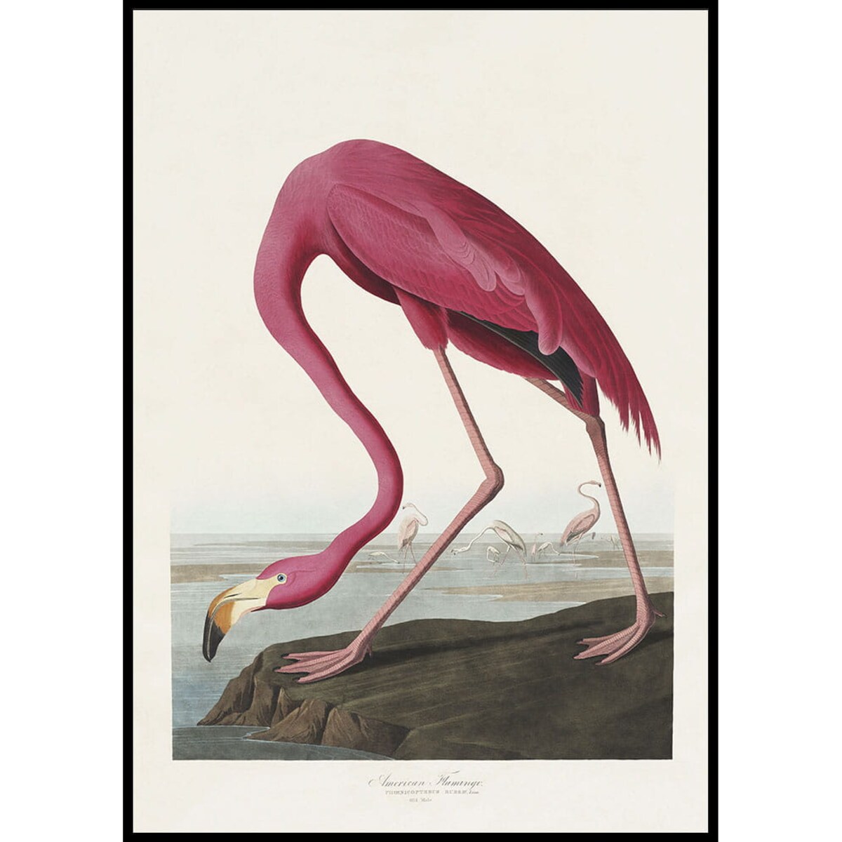 plakat american flamingo 30x40 cm