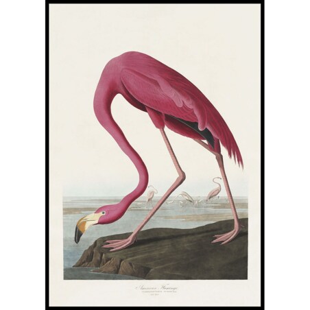 plakat american flamingo 30x40 cm