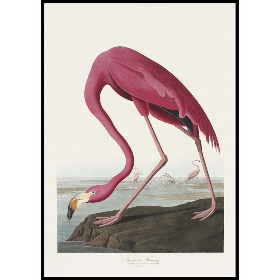 plakat american flamingo 30x40 cm