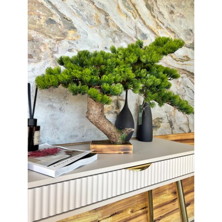 Bonsai iglaste na naturalnym pniu