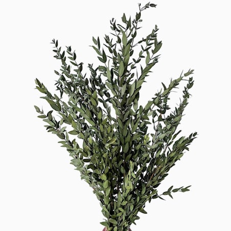 Eukaliptus stabilizowany Parvi (Parvifolia) zielony - liście eukaliptusa