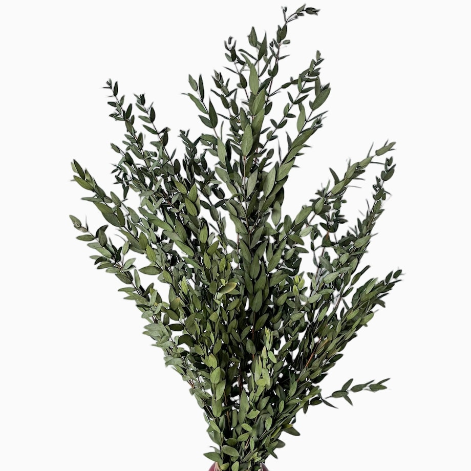 Eukaliptus stabilizowany Parvi (Parvifolia) zielony - liście eukaliptusa