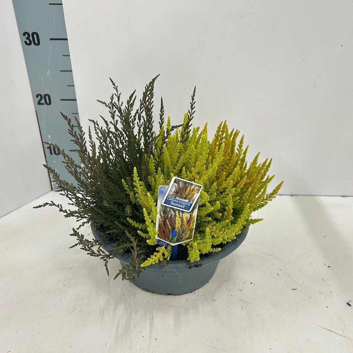 Calluna vulgaris Sunset XXL | Doniczka Ø 23 cm | Wysokość ok. 25 cm ...