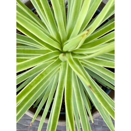 Agave nana – doniczka terakota Ø 15 cm – wys. 25 cm
