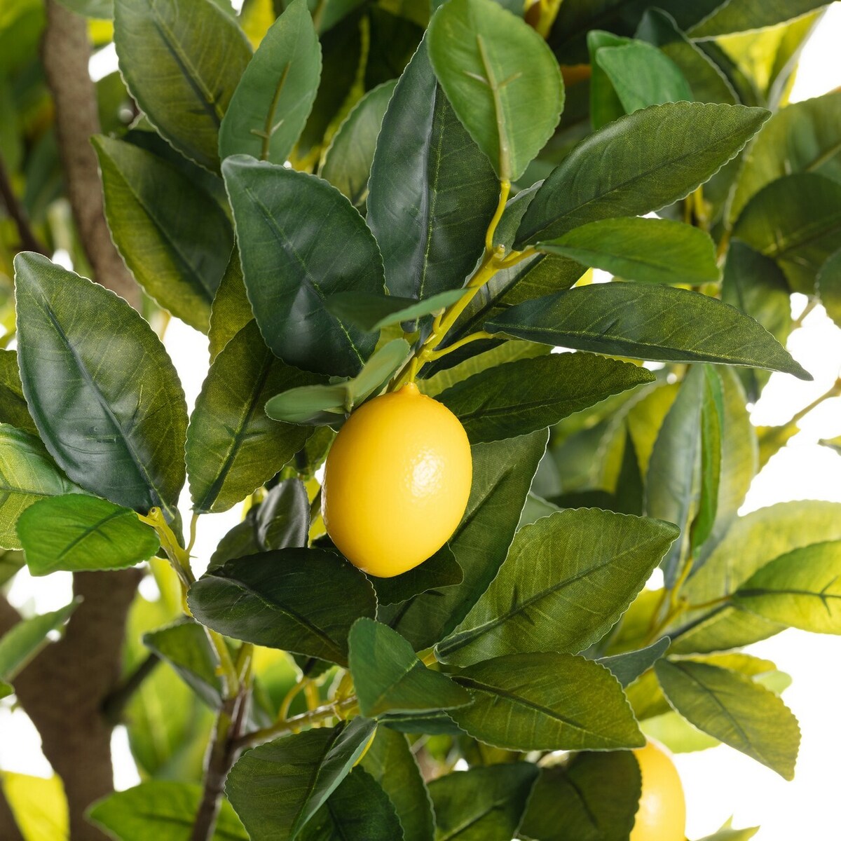 Drzewko Cytrynowe 146cm, 18 x 18 x 146 cm