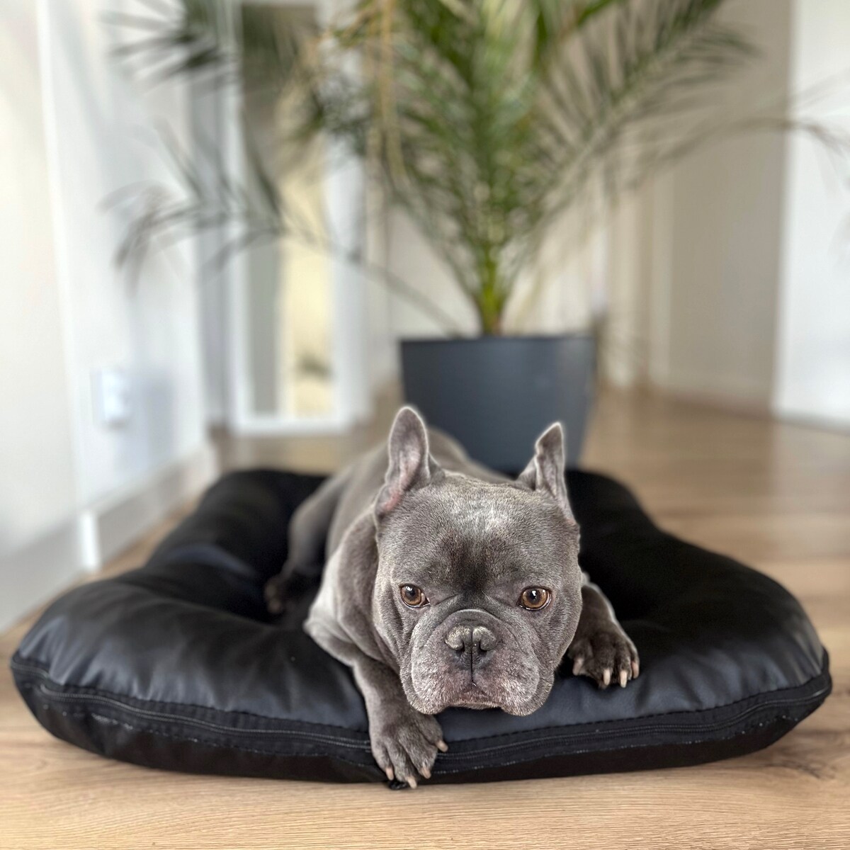 Legowisko Ponton dla psa z eko skóry ELLA, 130x110 cm, Czarny