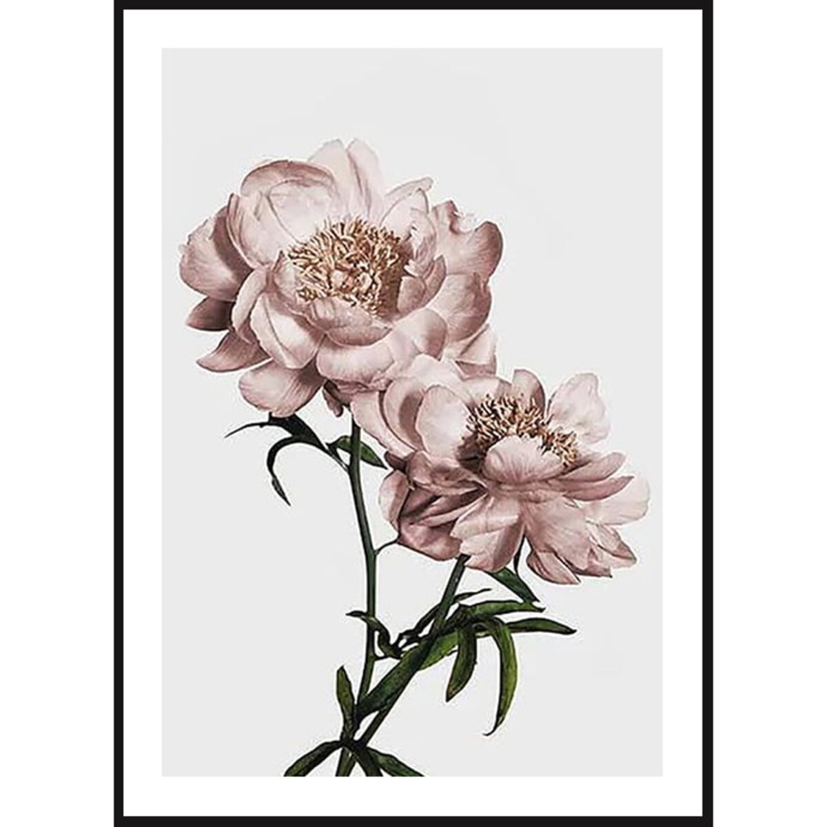 Poster Story, Plakat, Obraz - Różowe Tulipany No1, wymiary 50 x 70 cm