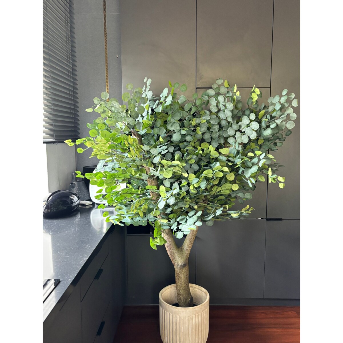 Drzewo eukaliptusa na naturalnym grubym pniu 180 cm