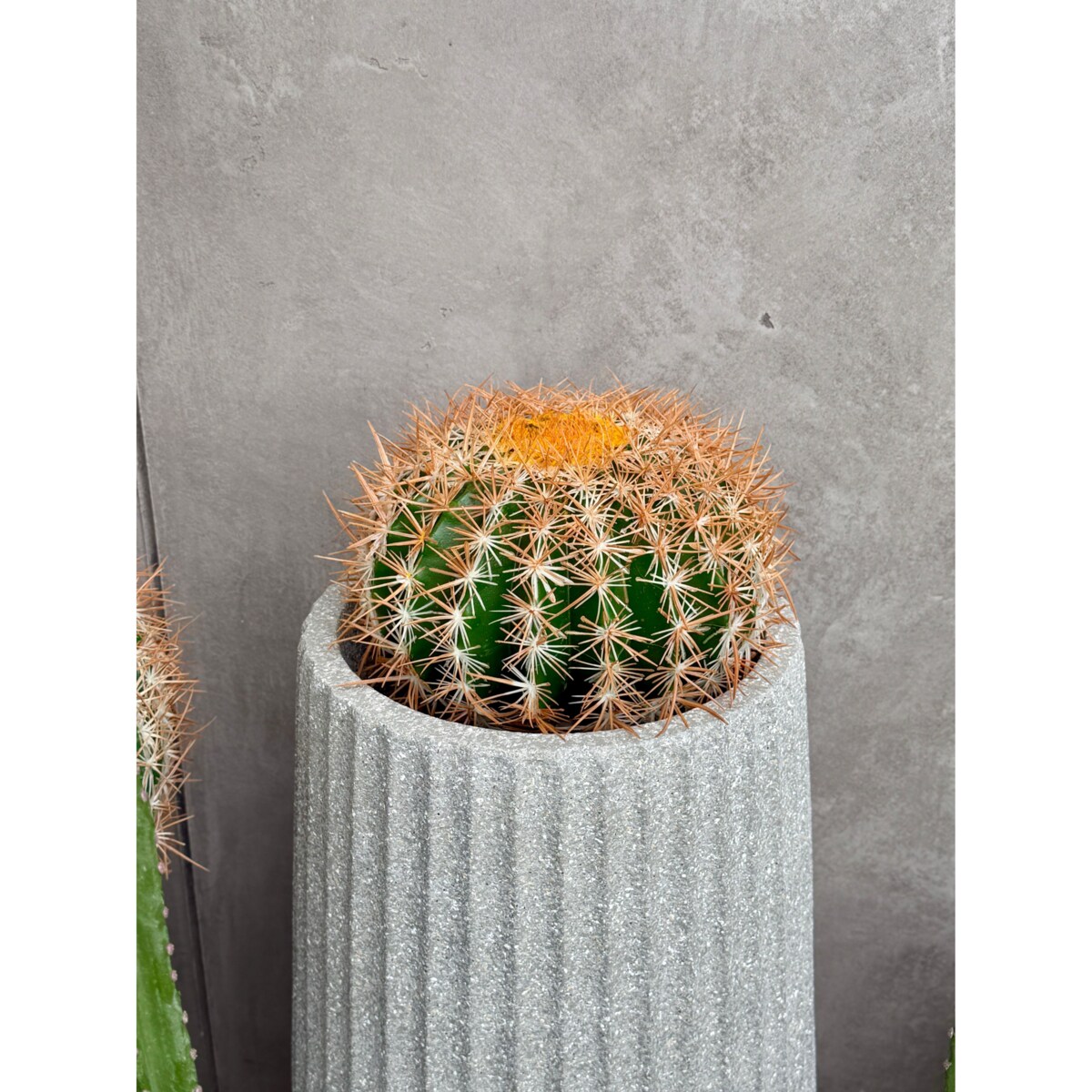 ZESTAW KAKTUSÓW KULISTYCH 25 I 45 CM