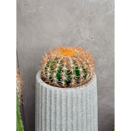 Zestaw kaktusów kulistych 25 i 45 cm Monnarita