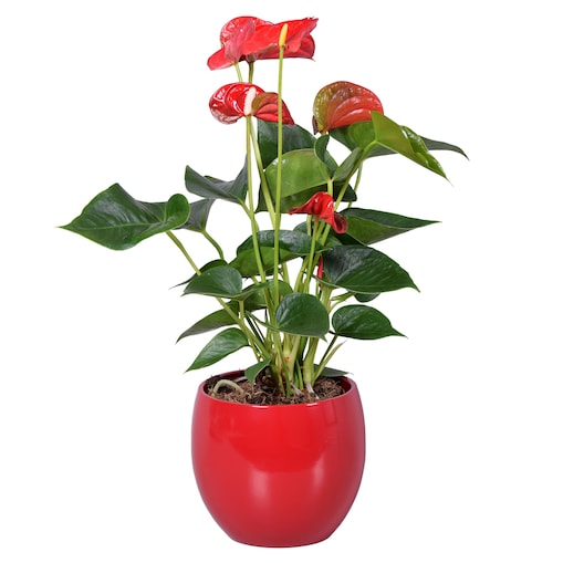 Anthurium–czerwona ceramiczna doniczka kula Ø13 cm|Wysokość ok. 40 cm