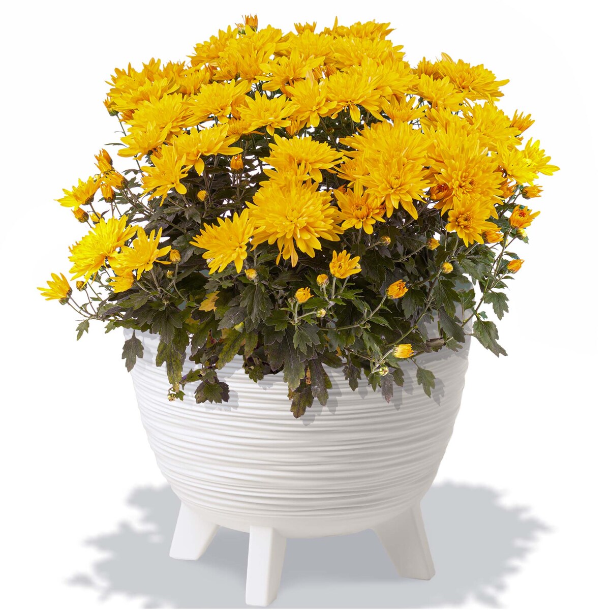 Donica Na Kwiaty 29Cm Na Nóżkach Doniczka Misa Do Domu Ogrodu Wrzosy