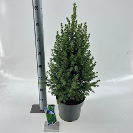 Picea glauca Conica December Doniczka Ø23 cm | Wysokość ok. 75 cm