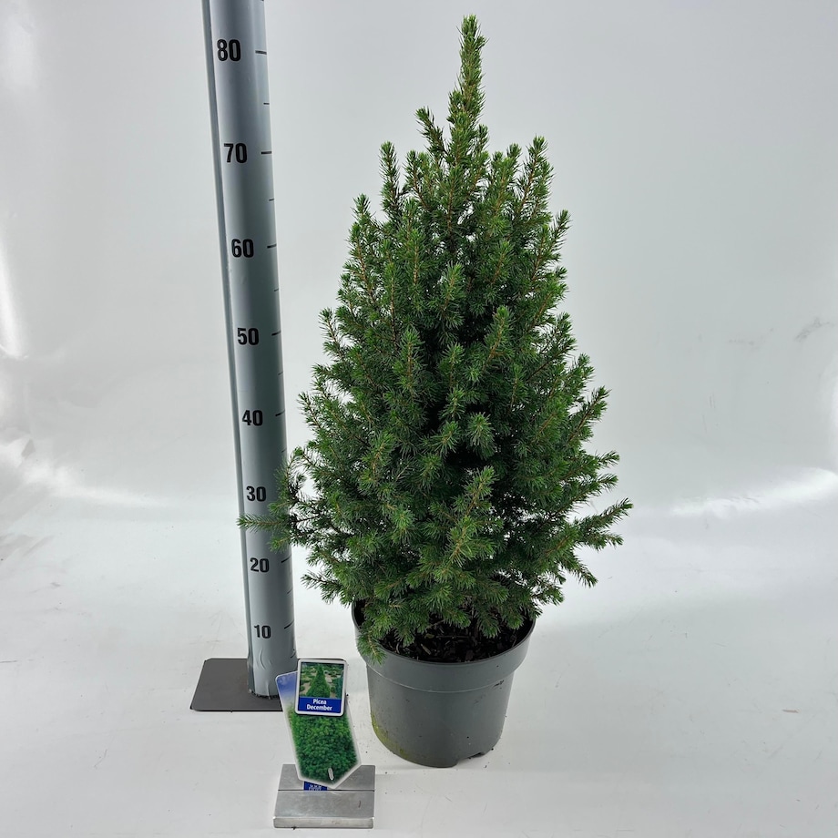 Picea glauca Conica December Doniczka Ø23 cm | Wysokość ok. 75 cm