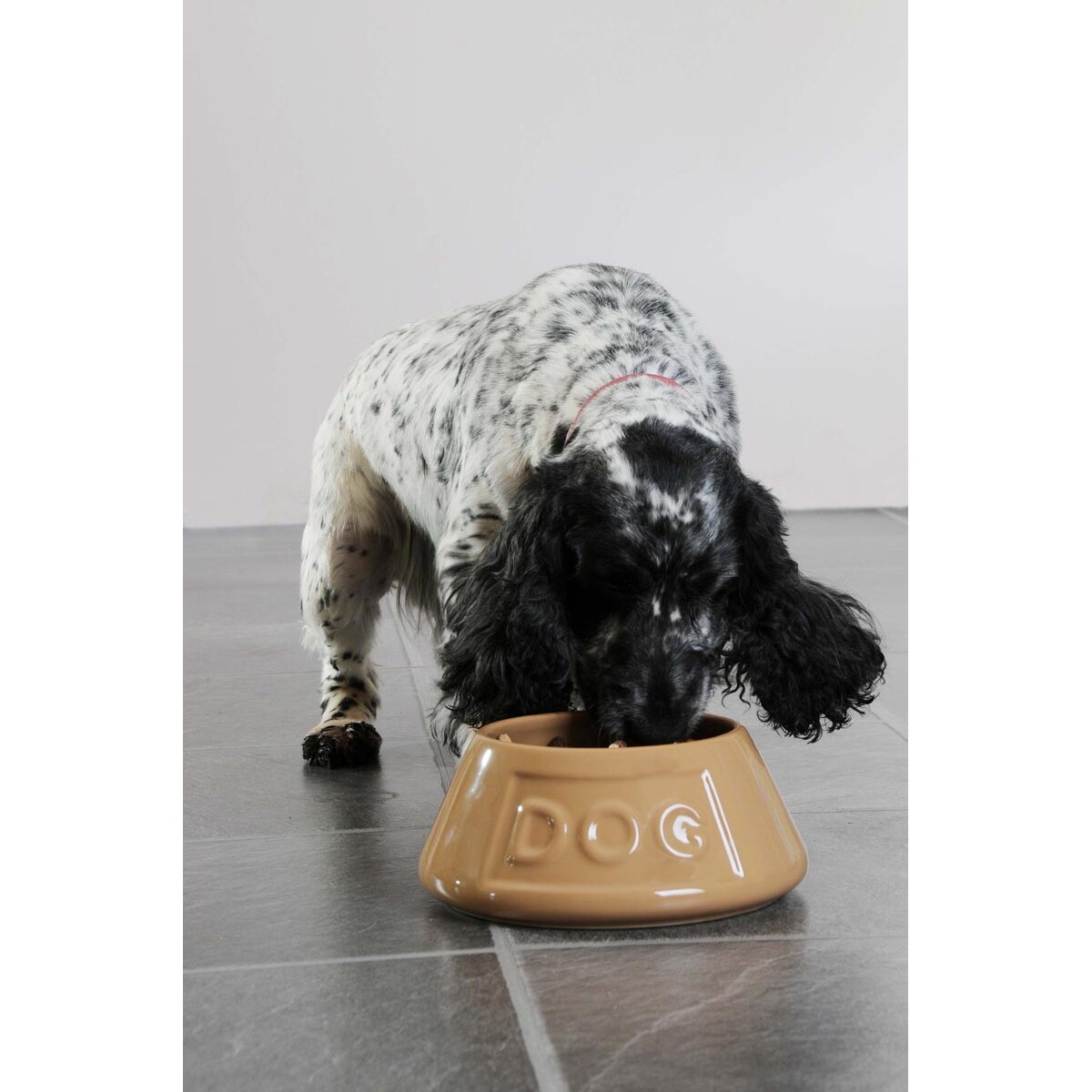 Miska dla długouchych psów, 700 ml, Mason Cash