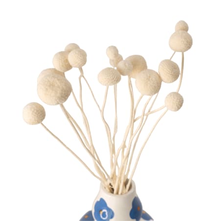 Suszona kraspedia bielona ok. 12 szt.