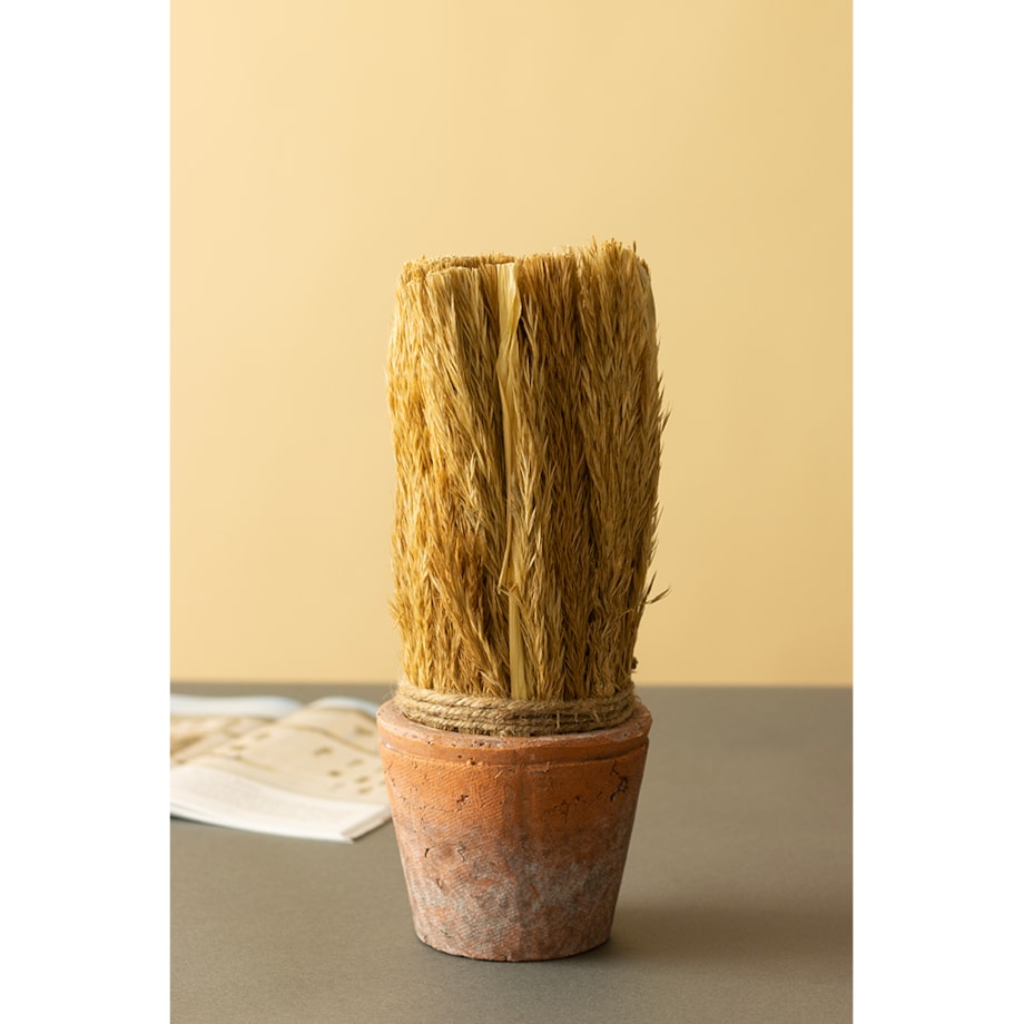 SUSZONA TRZCINA w doniczce z terakoty wys. 27cm