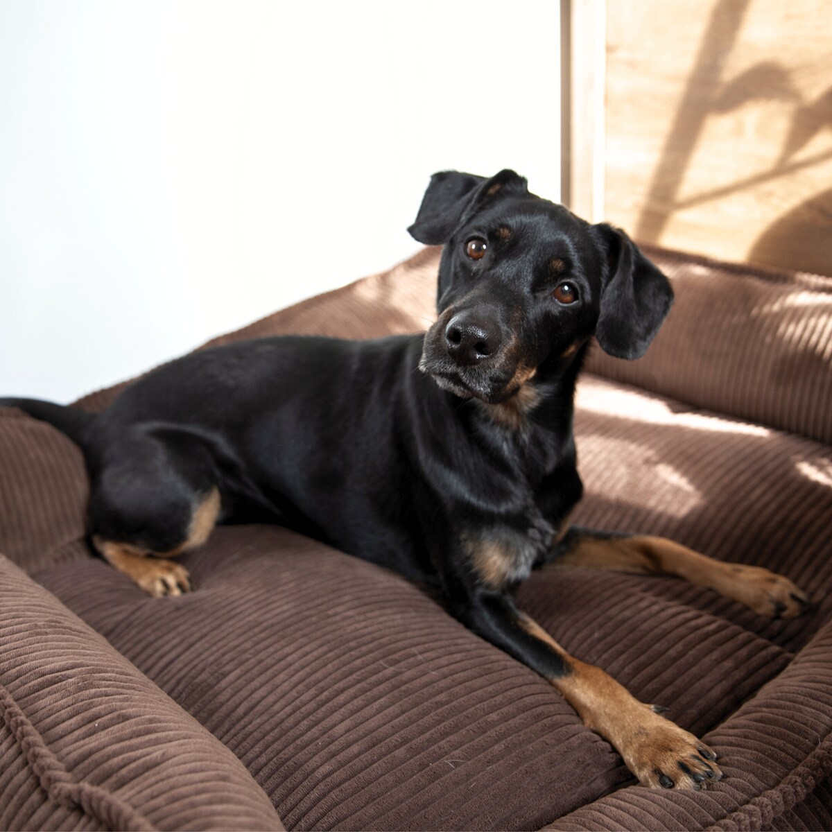 Ortopedyczne sztruksowe legowisko dla psa HUGO, 60x40 cm, Ciemny Brąz