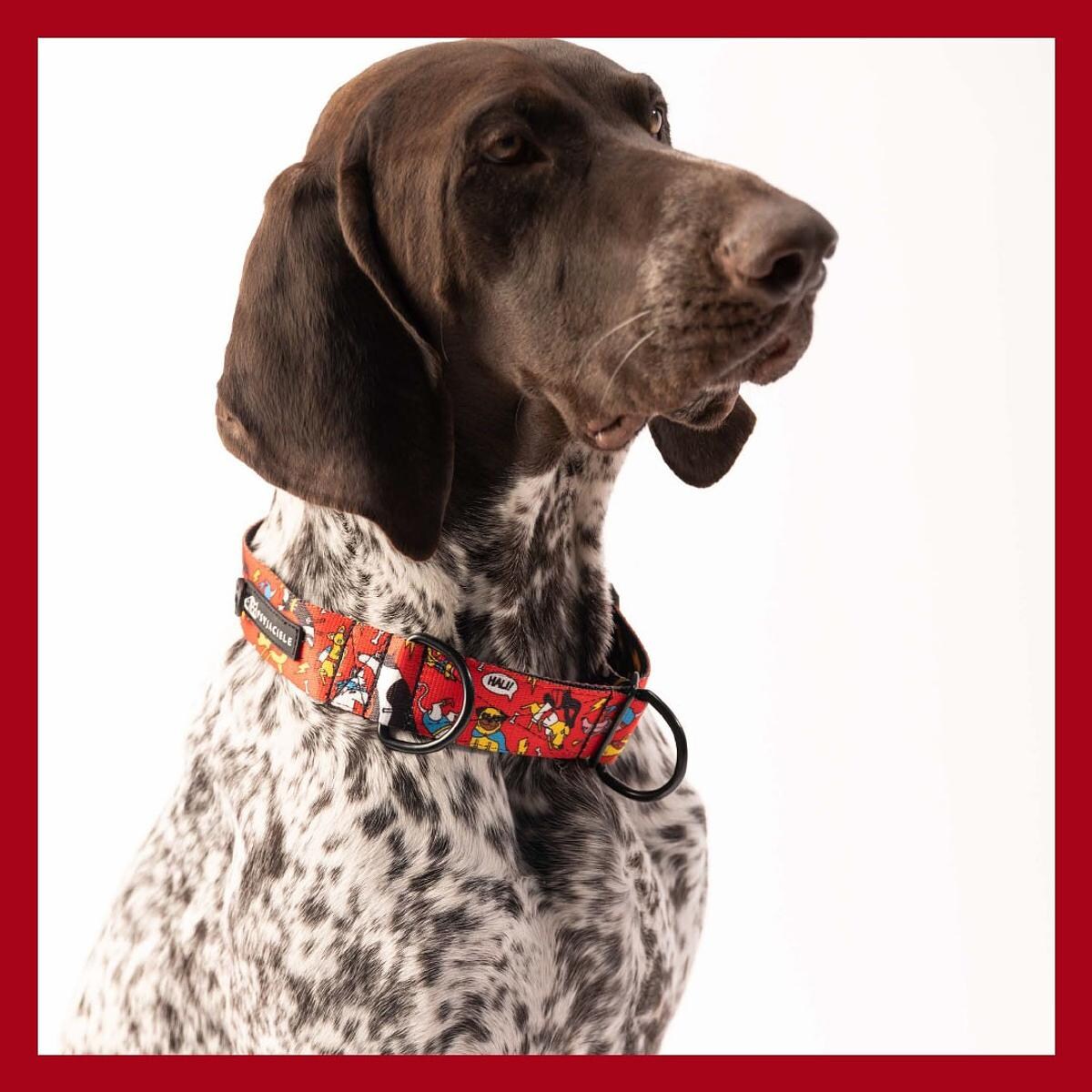 Obroża półzaciskowa dla psa lub kota "Pies, który lata najlepsze ma za sobą" - Szerokość taśmy: 38mm, Rozmiar: L