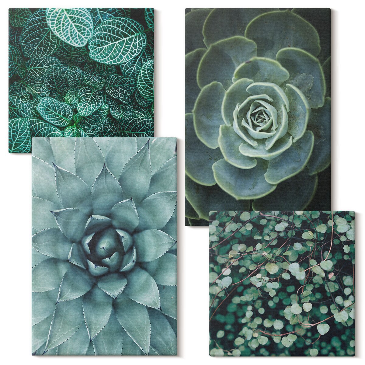 Zestaw 4 obrazów na płótnie - Sukulenty w zieleni i turkusie - zielony