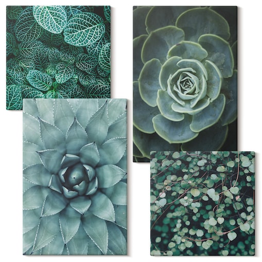 Zestaw 4 obrazów na płótnie - Sukulenty w zieleni i turkusie - zielony