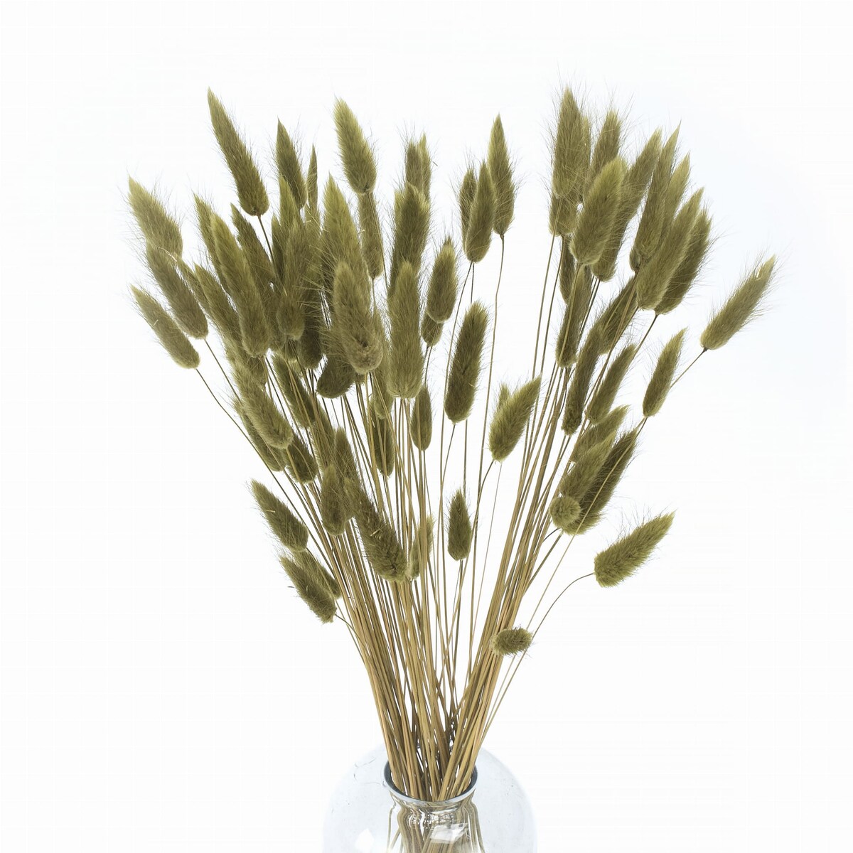 Lagurus Suszony Oliwkowy - Dmuszek jajowaty 70 szt.