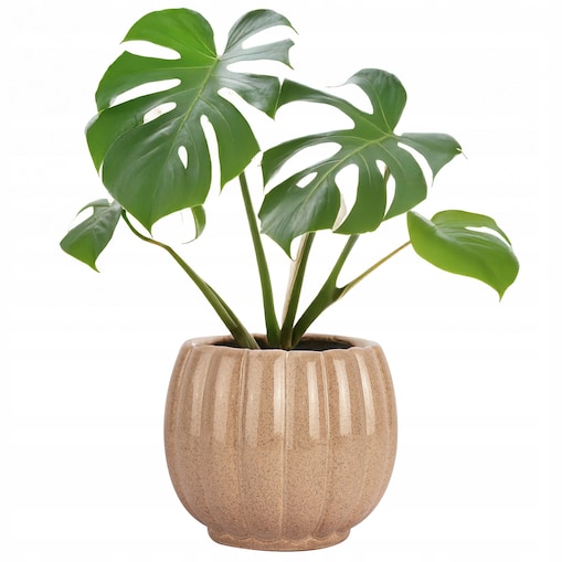 DONICZKA OSŁONKA CERAMICZNA BEŻOWA 16cm duża skandynawska na bonsai palmę