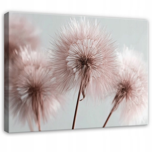Obraz Do Sypialni Salonu Na Płótnie Dmuchawce Natura Różowy 60x40