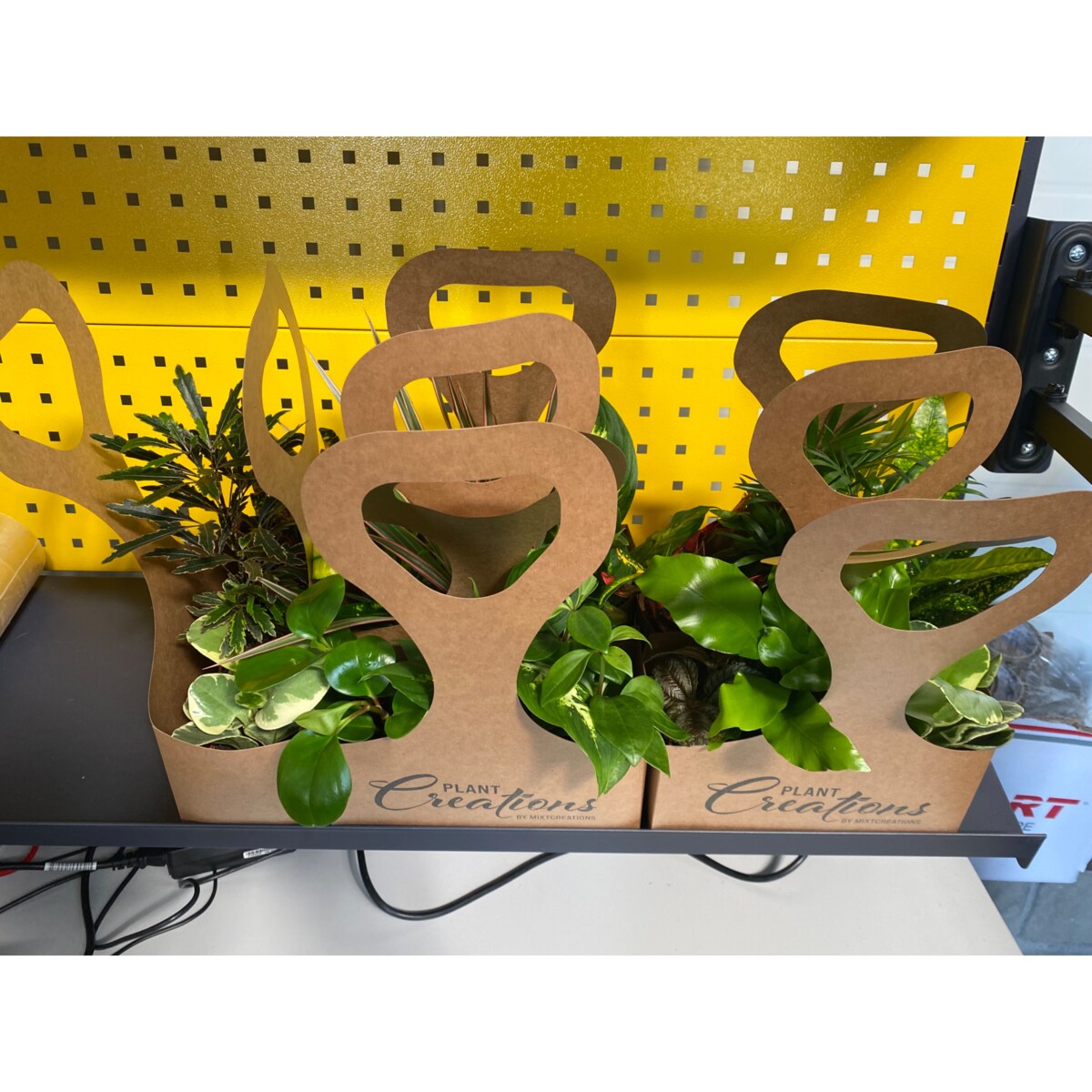 Mix 2 losowych roślin z Eco Tas gratis – doniczka Ø 12 cm – wysokość 40 cm