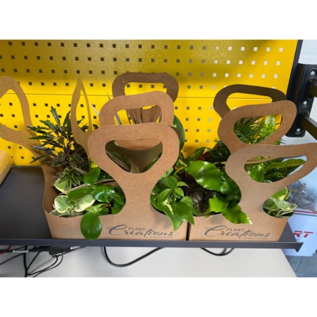 Mix 2 losowych roślin z Eco Tas gratis – doniczka Ø 12 cm – wysokość 40 cm