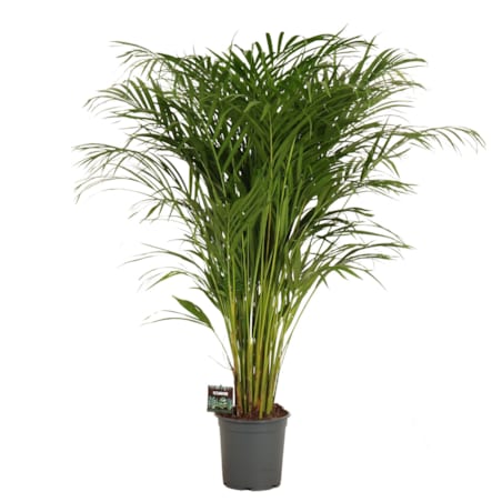 Dypsis XXL – Palma Areka | Doniczka Ø 21 cm | Wysokość ok. 120 cm