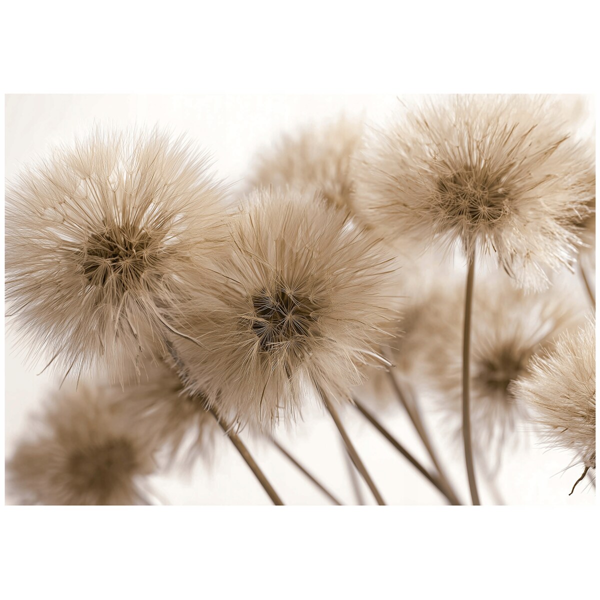 Fototapeta Do Sypialni Salonu Na Flizelinie Dmuchawce Natura Brązowy 300x210