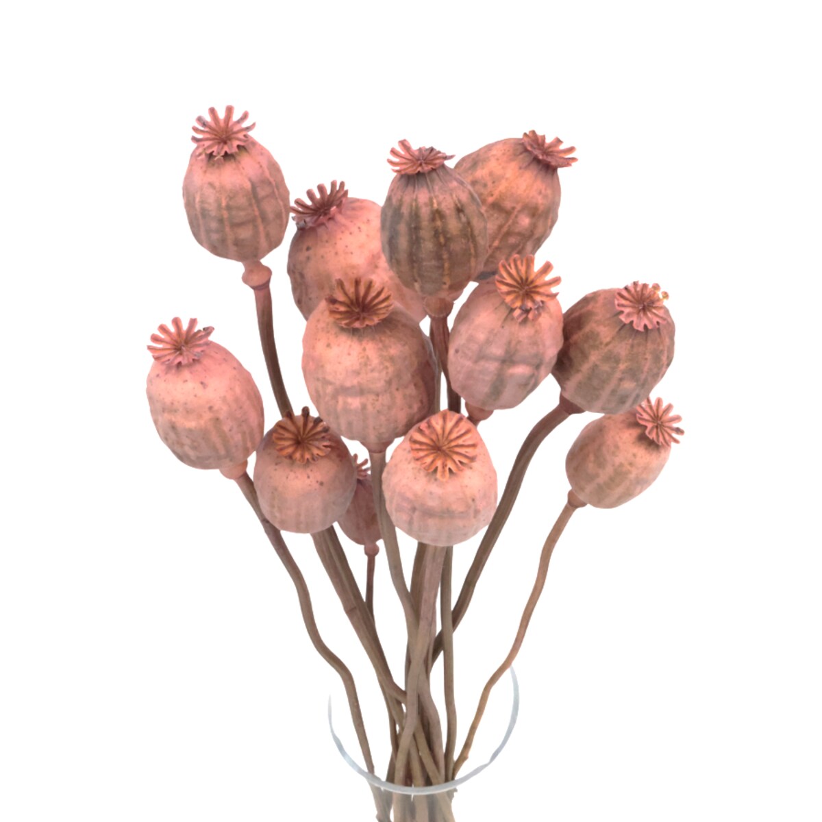 Suszone makówki różowe