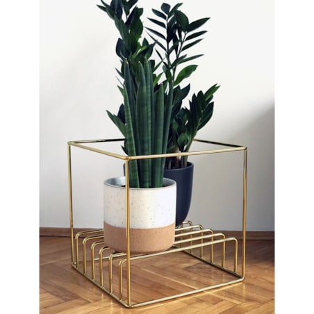 Kwietnik ancymon złoty