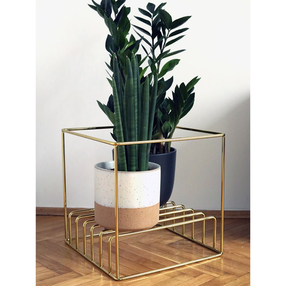 Kwietnik ancymon złoty