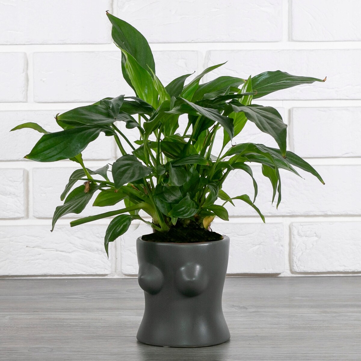 DONICA FEMMA ceramiczna szara śr. 9cm