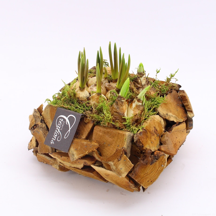 Kompozycja cebulowa doniczka 20cm wysokość 15-40cm - Narcyzy&Muscari