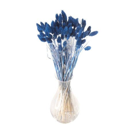 Phalaris Suszony Granatowy