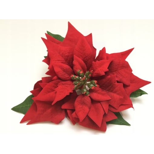 GWIAZDA WELUROWA duża poinsecja BETLEJEMSKA CZERWONA jak żywa na bukiet