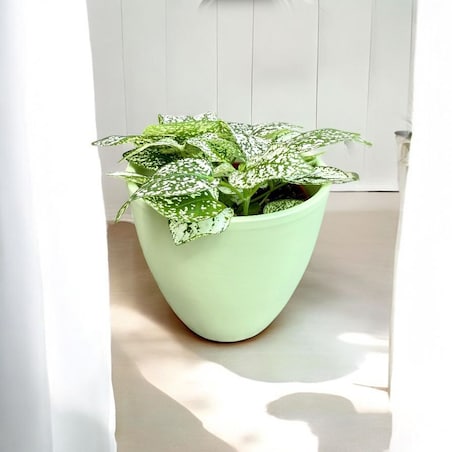 Hypoestes zielony w ceramicznej doniczce – Ø 10 cm – wysokość 33 cm