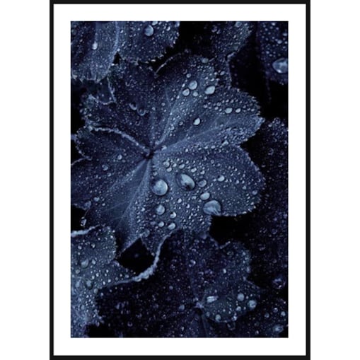 Poster Story, Plakat, Obraz - Krople Wody na Niebieskim Liściu, wymiary 70 x 100 cm