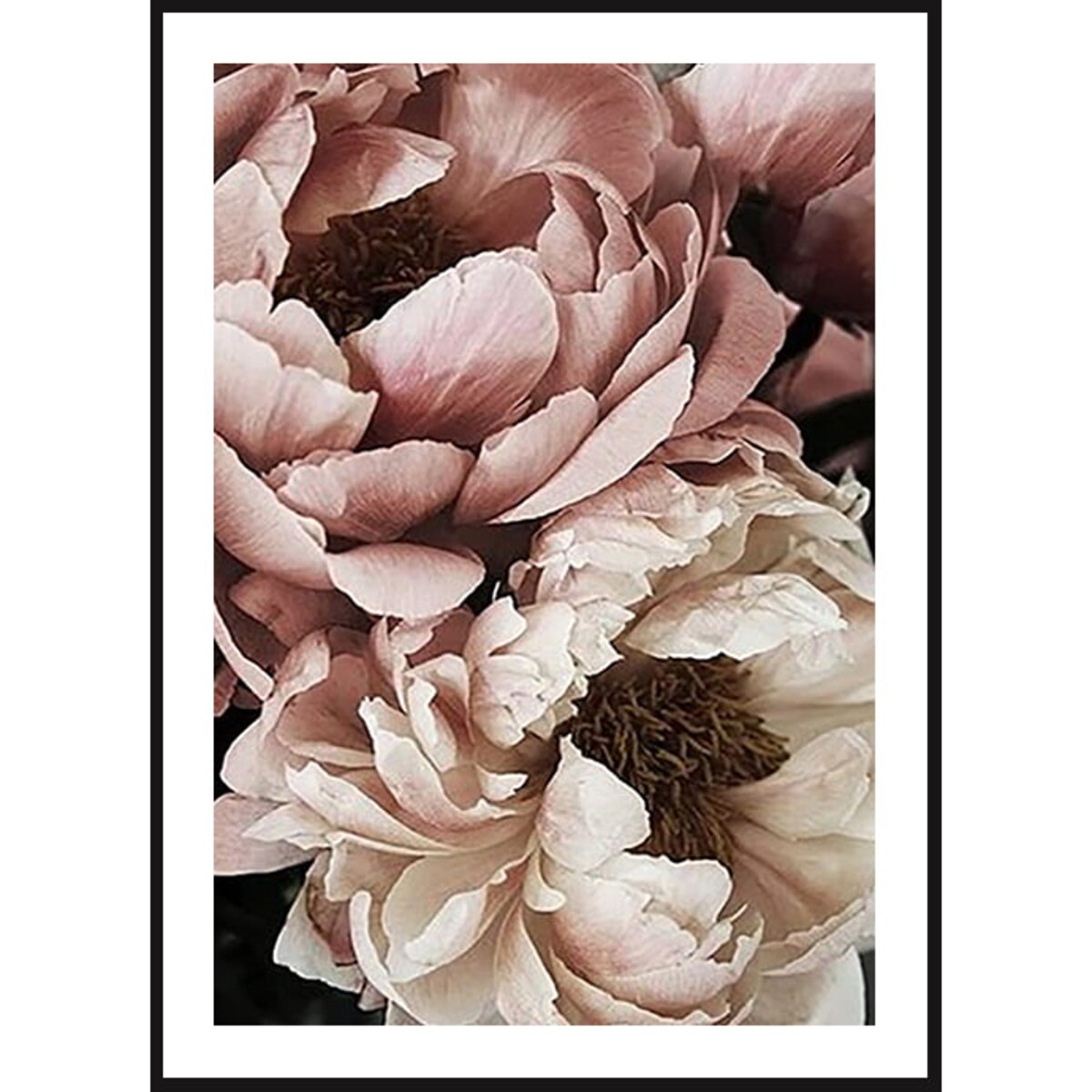 Poster Story, Plakat, Obraz - Piwonie Białe i Pudrowe w Rozkwicie No1, wymiary 70 x 100 cm